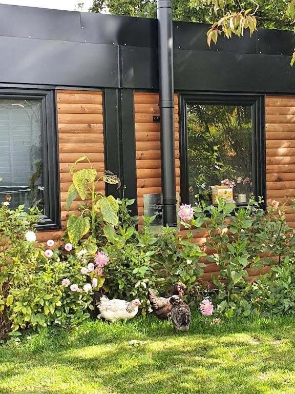 Houten Huisje Tussen Paarden Nieuwerkerken Esterno foto