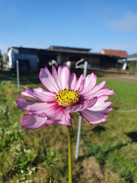 Houten Huisje Tussen Paarden Nieuwerkerken Esterno foto