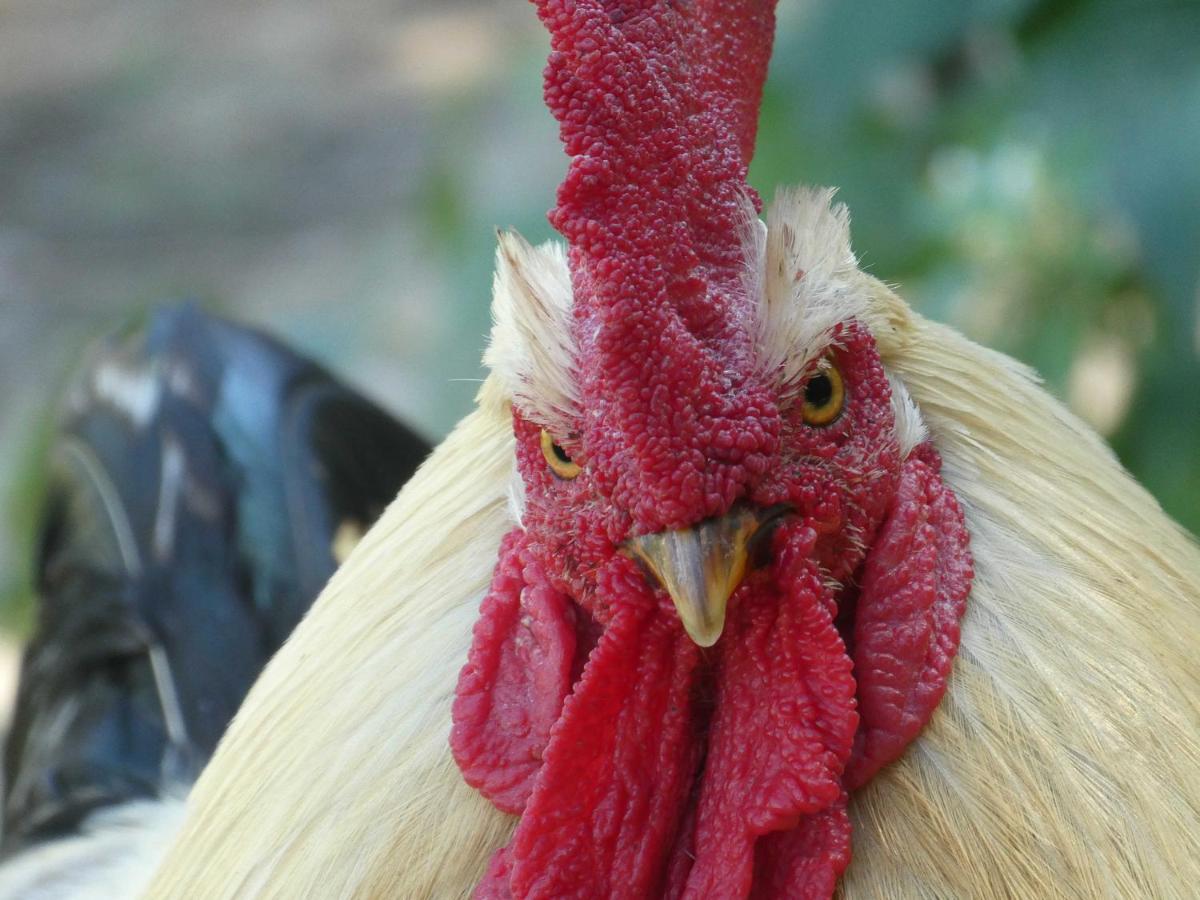 Houten Huisje Tussen Paarden Nieuwerkerken Esterno foto
