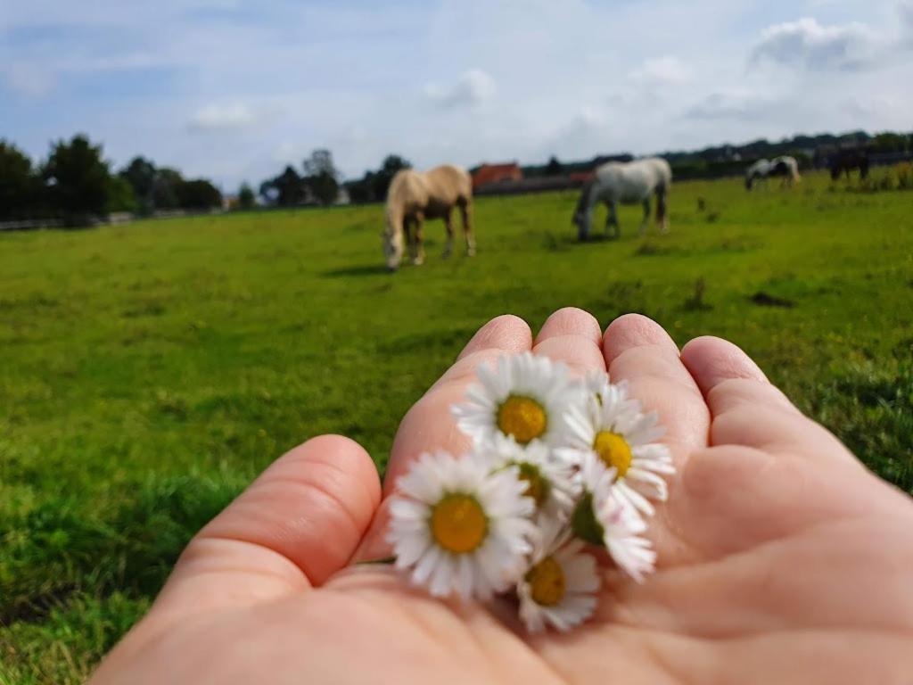 Houten Huisje Tussen Paarden Nieuwerkerken Esterno foto