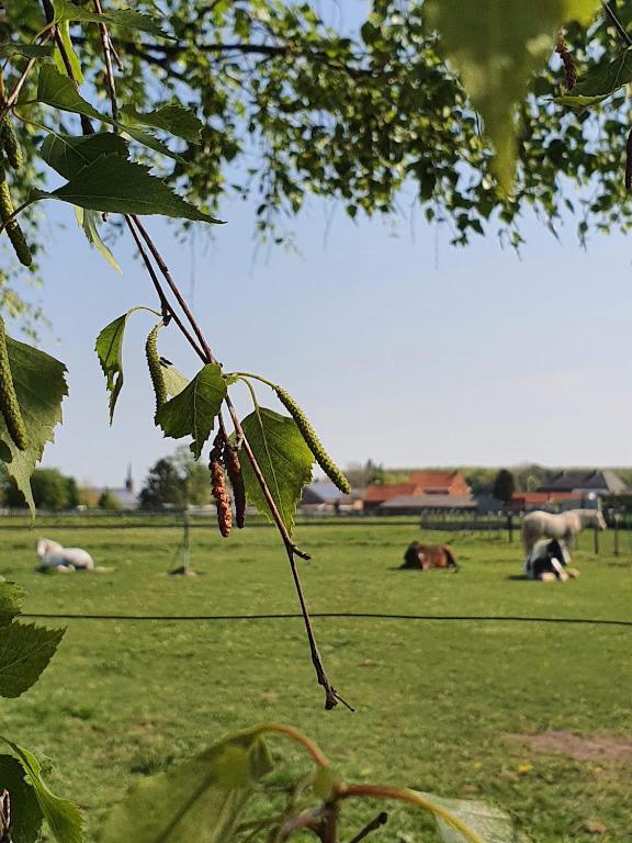 Houten Huisje Tussen Paarden Nieuwerkerken Esterno foto