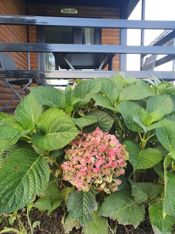 Houten Huisje Tussen Paarden Nieuwerkerken Esterno foto