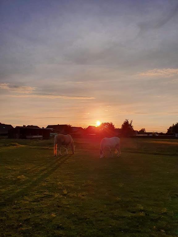 Houten Huisje Tussen Paarden Nieuwerkerken Esterno foto